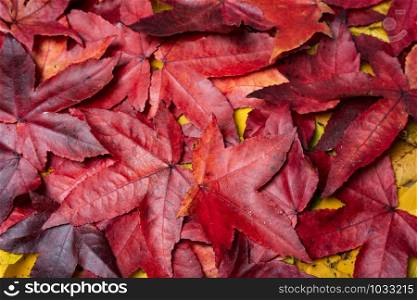 Colorful background made of fallen maple leaves