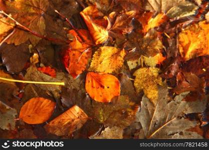 Colorful background of fallen autumn leaves
