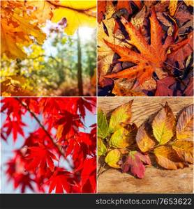 Colorful background of fallen autumn leaves in set
