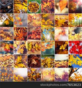 Colorful background of fallen autumn leaves in set