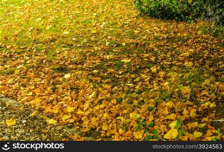 Colorful background of fallen autumn leaves. Orange brown autumnal foliage as backdrop wallpaper. Outdoor nature