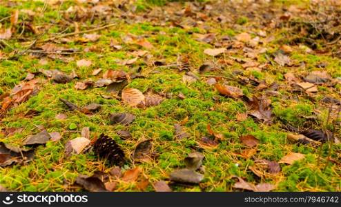 Colorful background of fallen autumn leaves. Orange brown autumnal foliage as backdrop wallpaper. Outdoor nature