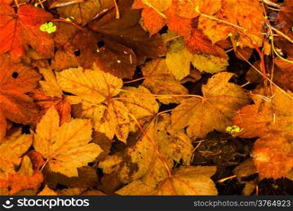 Colorful background of fallen autumn leaves. Orange brown wet autumnal foliage as backdrop wallpaper. Outdoor.