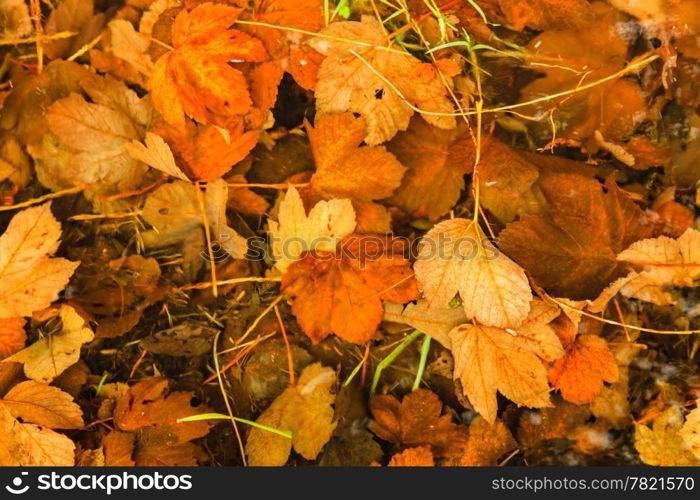 Colorful background of fallen autumn leaves. Orange brown wet autumnal foliage as backdrop wallpaper. Outdoor.