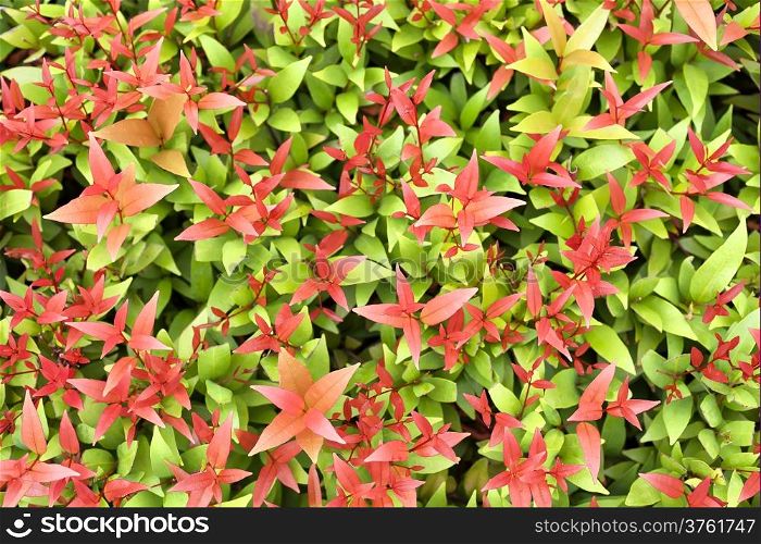 Colorful background of red and green leaves