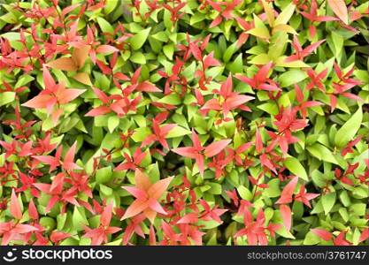 Colorful background of red and green leaves