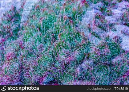 Colorful background of various small succulent plants