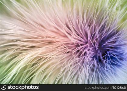 Colorful background on fur
