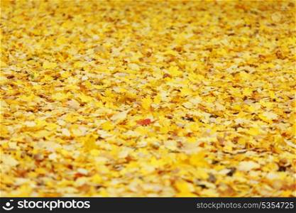 Colorful backround of fallen autumn leaves on ground