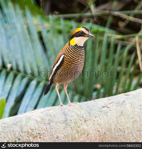 Colorful banded Pitta, female Malayan Banded Pitta (Pitta irena), standing on the log