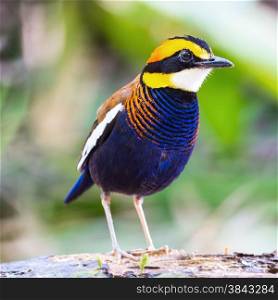 Colorful banded Pitta, male Malayan Banded Pitta (Pitta irena), standing on the log