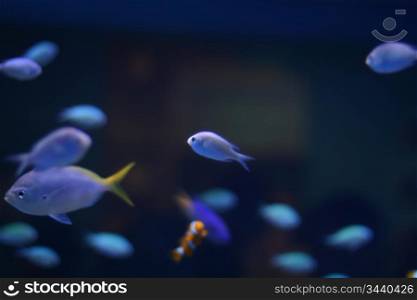 colorful beautiful fish in aquarium closeup