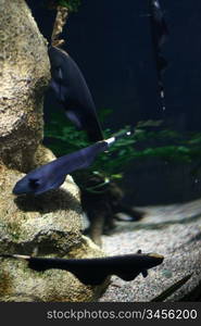 colorful beautiful fish in aquarium closeup