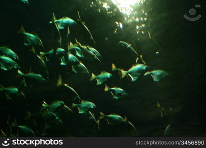 colorful beautiful fish in aquarium closeup