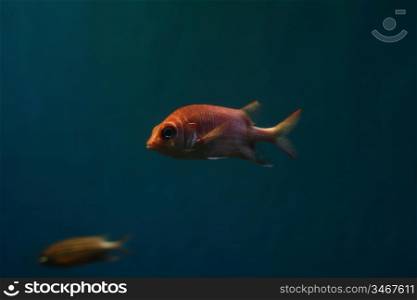 colorful beautiful fish in aquarium closeup