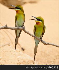 Colorful Bee-eater bird, Blue-tailed Bee-eater (Merops philippinus) , breast profile, standing on a branch