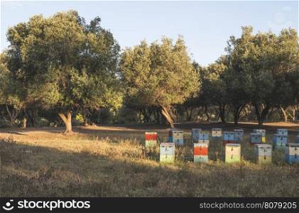 Colorful beehives. Trees on background. Greece