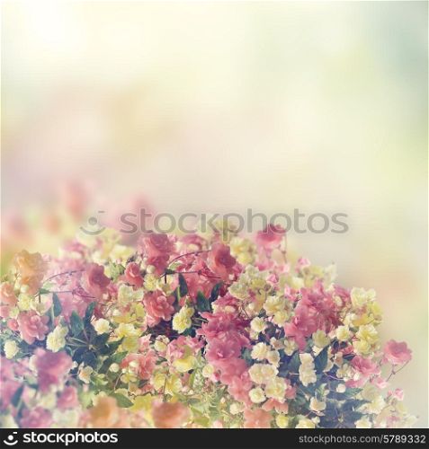 Colorful Begonia Flowers for Background