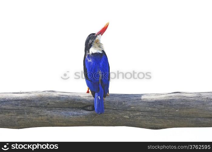 Colorful bird, Black-capped Kingfisher (Halcyon pileata) on a branch isolated on white background