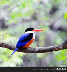 Colorful bird, Black-capped Kingfisher (Halcyon pileata), standing on a branch