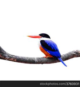 Colorful bird, Black-capped Kingfisher (Halcyon pileata), standing on a branch, isolated on a white background