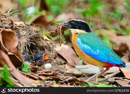 Colorful bird, Blue-winged Pitta (Pitta moluccensis) feeding the earthworm for its chicks on the ground