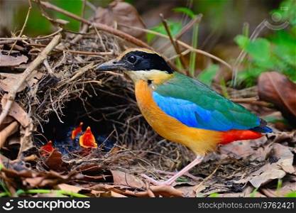 Colorful bird, Blue-winged Pitta (Pitta moluccensis) with its chicks on the ground
