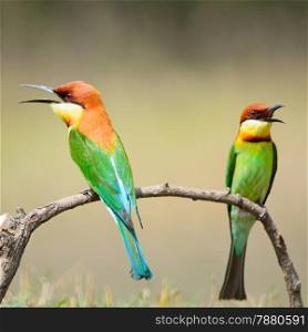 Colorful bird, Chestnut-headed Bee-eater (Merops leschenaulti), standing on a branch