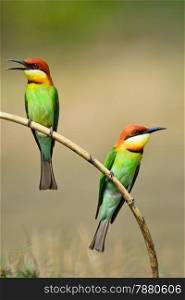Colorful bird, Chestnut-headed Bee-eater (Merops leschenaulti), standing on a branch