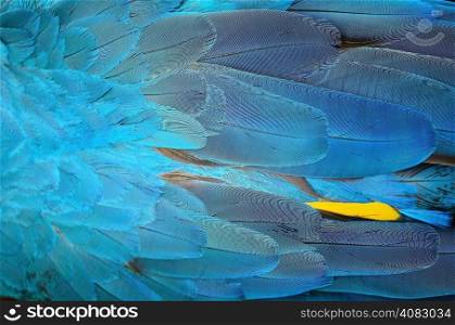Colorful bird feathers, Blue and Gold Macaw feathers background