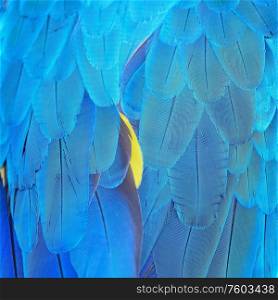 Colorful bird feathers, Blue and Gold Macaw feathers background