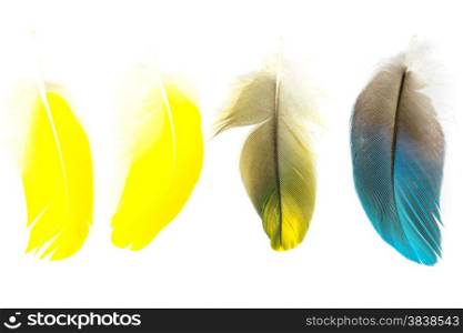Colorful bird feathers isolated on white background