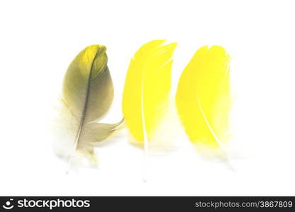 Colorful bird feathers, isolated on white background