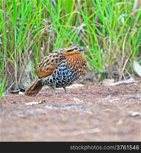 Colorful bird, female of Mountain Bamboo Partridge (Bambusicola fytchii), standing on the ground, taken in Thailand