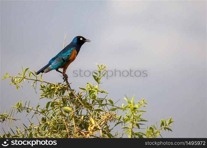 Colorful bird is sitting on the tree, on safari in Kenya