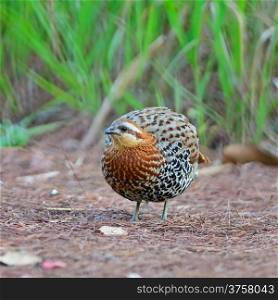 Colorful bird, male of Mountain Bamboo Partridge (Bambusicola fytchii), standing on the ground, taken in Thailand