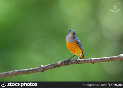 colorful bird Orange-bellied Flowerpecker perching on a branch