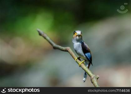 colorful bird Silver-breasted broadbill (Serilophus lunatus) on tree branch