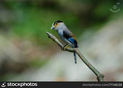 colorful bird Silver-breasted broadbill (Serilophus lunatus) on tree branch