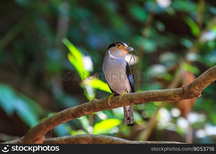 colorful bird Silver-breasted broadbill (Serilophus lunatus) on tree branch
