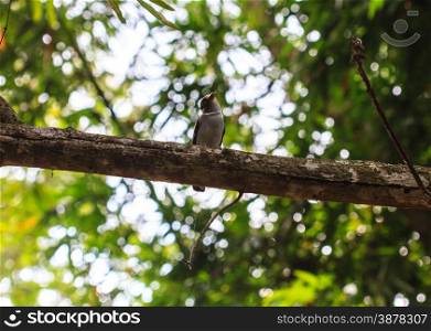 colorful bird (Silver-breasted broadbill, Serilophus lunatus) on tree branch in forest