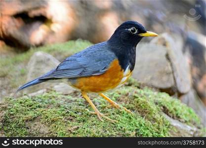 Colorful black bird, male Black-breasted Thrush (Turdus dissimillis), standing on the ground, side profile