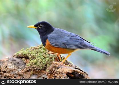 Colorful black bird, male Black-breasted Thrush (Turdus dissimillis), standing on the log, side profile