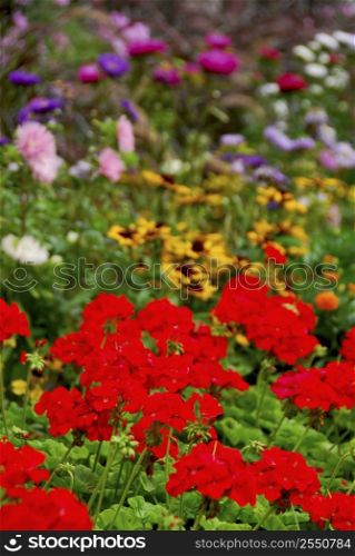 Colorful blooming flower garden with assorted flowers
