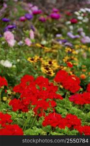 Colorful blooming flower garden with assorted flowers