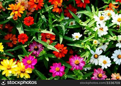 Colorful blooming flowers in a garden