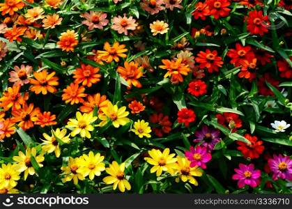 Colorful blooming flowers in a garden