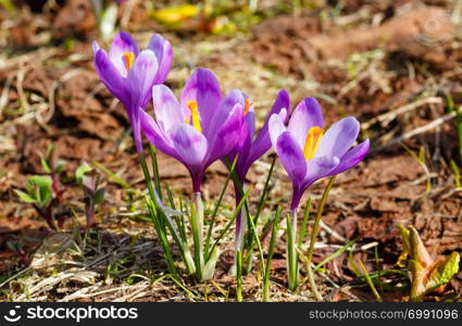 Colorful blooming purple violet Crocus heuffelianus (Crocus vernus) alpine flowers on spring Carpathian mountain plateau valley, Ukraine, Europe. Beautiful conceptual spring or early summer scene.