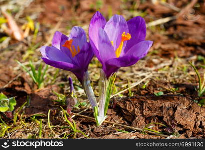 Colorful blooming purple violet Crocus heuffelianus (Crocus vernus) alpine flowers on spring Carpathian mountain plateau valley, Ukraine, Europe. Beautiful conceptual spring or early summer scene.