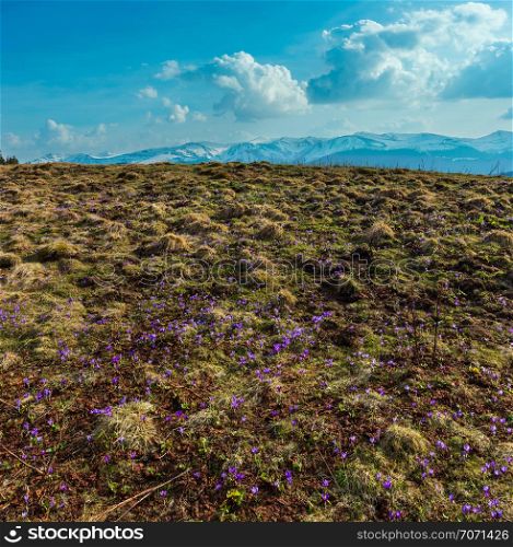 Colorful blooming purple violet Crocus heuffelianus (Crocus vernus) alpine flowers on spring Carpathian mountain plateau valley, Ukraine, Europe. Beautiful conceptual spring or early summer landscape.